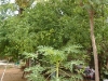 Viktoria garden